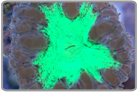 Green Center Blasto Frag